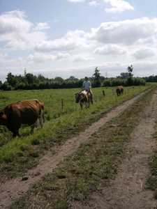 http://tannenhof-imshausen.de/privat/jk/daza/bilder/thumbs/Katharina_Nied-Dannwisch-2009-Felicia-1194.jpg