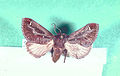 Acharia stimulea.jpg