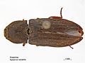 Agrypnus variabilis.jpg