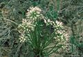 Allium textile.jpg