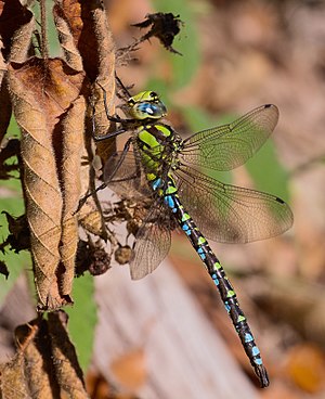 Southern hawker - Aeshna cyanea, male.