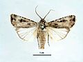 Agrotis munda male.jpg