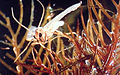 Acentria ephemerella 0002003.jpg