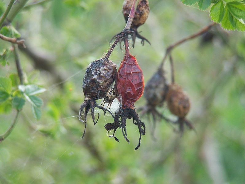 File:"Az Isten fája" (csipkebogyó, keresztespók) - panoramio.jpg