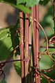 101-14 Holz.JPG