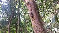 File:Gaeana calling.webm