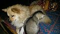 Mypets.jpg