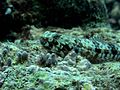 Lizardfish Agatti.jpg