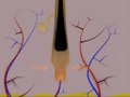 File:Hair-follicle cycling.ogv