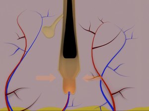 File:Hair-follicle cycling.ogv