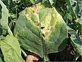 Alternaria brassicicola host symptoms3.jpg