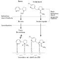 Nicotin-Imidacloprid.svg
