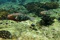 Redlip parrotfish.jpg
