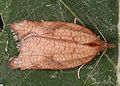 Acleris rhombana.jpg