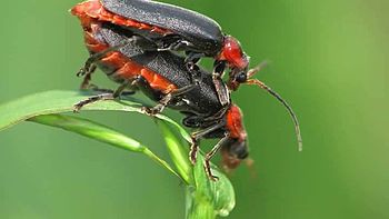 File:Cantharis fusca in copula.ogv