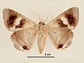 Achaea janata male ventral.jpg