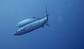Barracuda-viridensis-estartit.jpg
