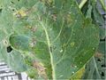 Alternaria brassicicola host symptoms2.jpg