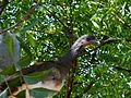 " chacha o chachalaca " Ave silvestre de El Salvador. - panoramio.jpg