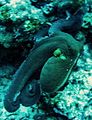 Octopus lakshadweep.jpg