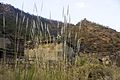 Bhangarh meadow.jpg