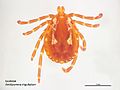 Amblyomma triguttatum male.jpg